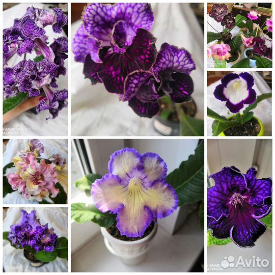 Стрептокарпусы почтой