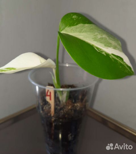 Монстера вариегатная Альба