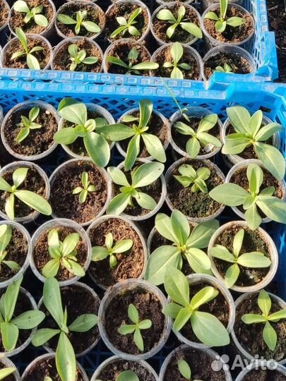 Лизиантус (эустома)