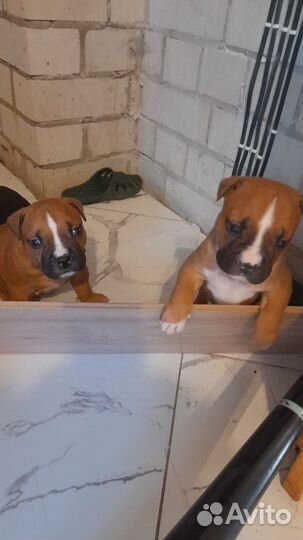 Щенки питбуля