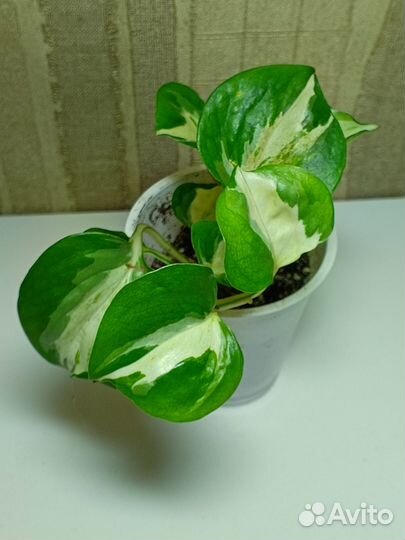 Сциндапсус, эпипремнум, филодендрон