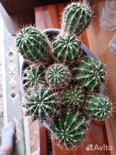 Домашние цветы