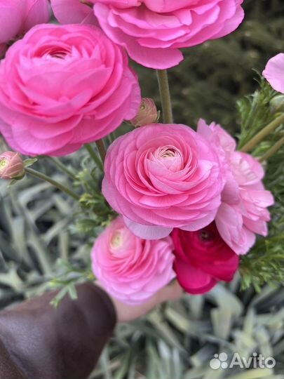 Букет из ранункулюсов