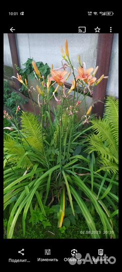 Хоста, лилейник