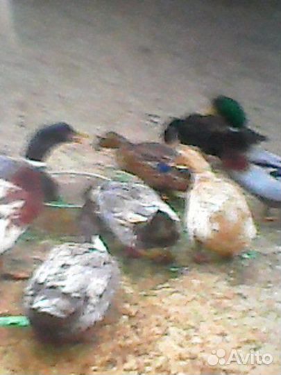 Яйцо домашнее утиное