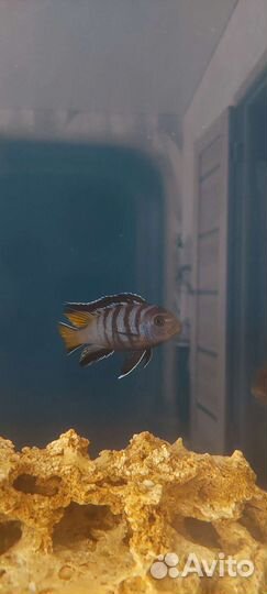 Мальки псевдотрофеус элангатус мпанга(цихлиды)