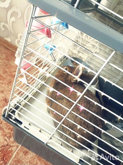 Декоративные кролики