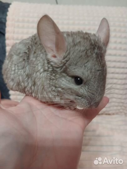 Шиншилла