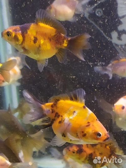 Золотые рыбки