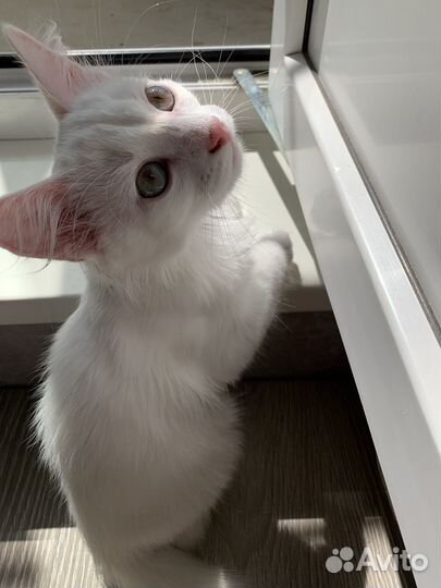 Котенок турецкой ангоры