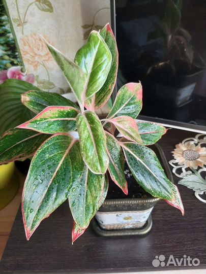 Аглонема крит