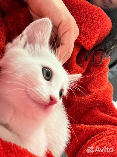 Котята в добрые руки бесплатно