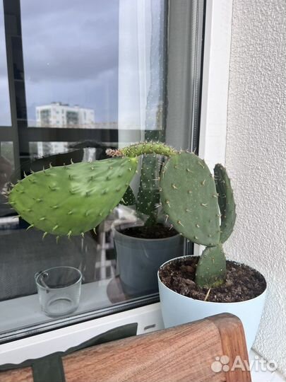 Кактус опунция из Крыма
