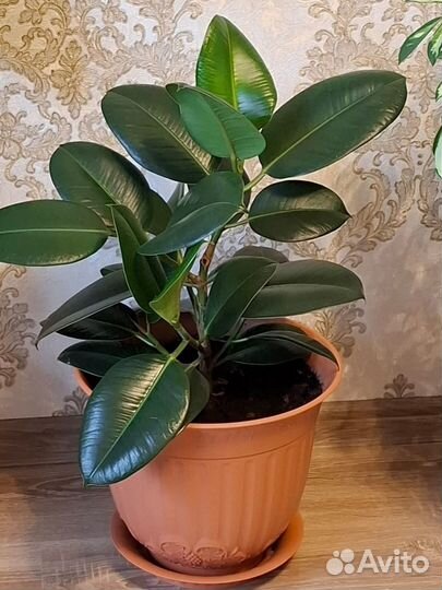 Фикус лирата