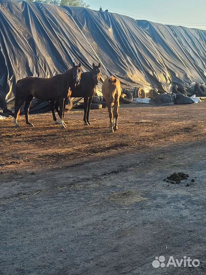Сено разнотравье луговое