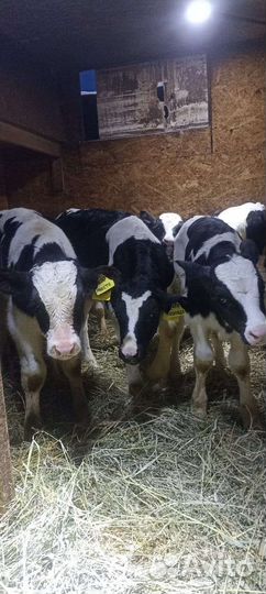 Бычки телята