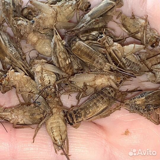 Сверчок,зоофобас