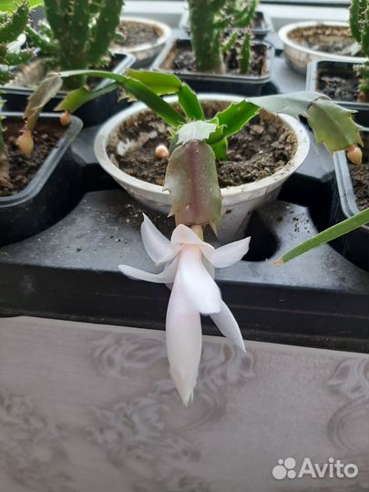 Комнатные цветы