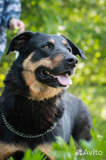 Собака в добрые руки