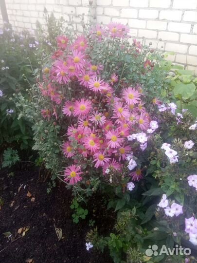 Хризантема