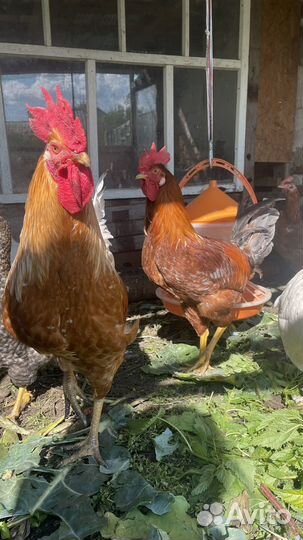 Молодые петушки