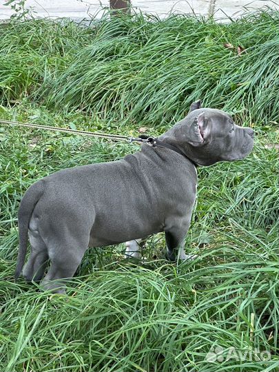 Американский булли стандарт