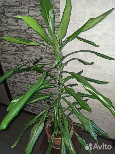 Комнатные цветы - Драцена