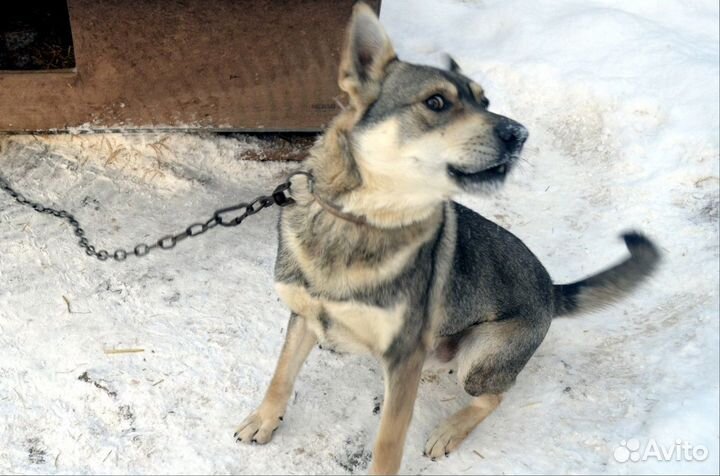Рублик