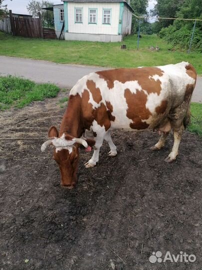 Корова высокоудойная