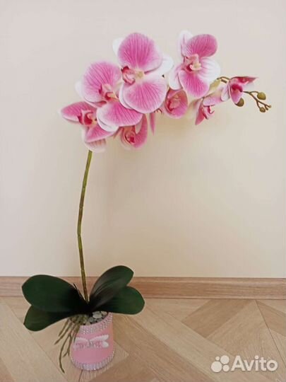 Орхидея латексная