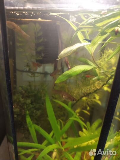 Аквариумные рыбки гуппи