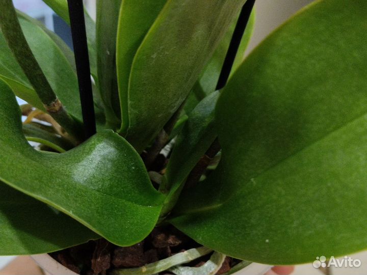 Орхидея мультифлора Льюис Берри пинк