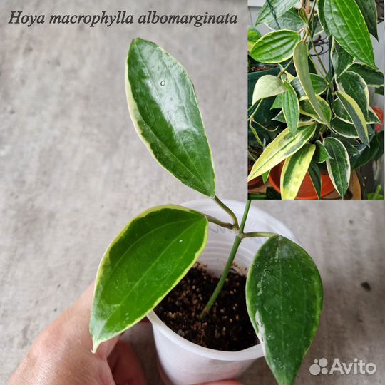 Хойи, предлагаю укорененные черенки