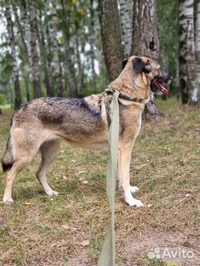 Собака Мира заждалась вас в приюте