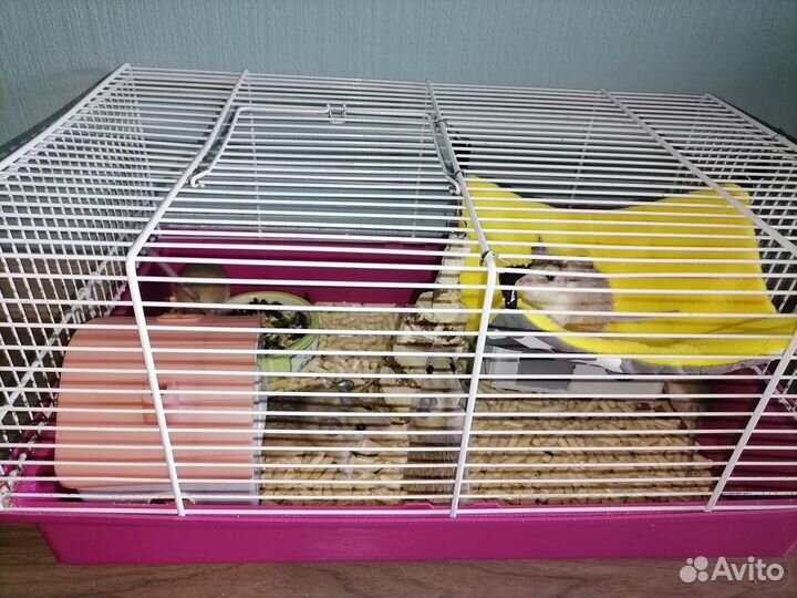 Иглистые мыши