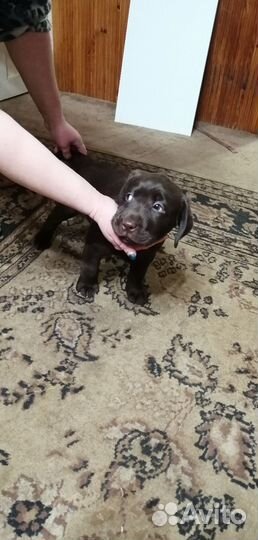 Щенки лабрадора шоколадные мальчики и девочки