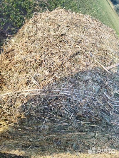 Тюки люцерны, суданки