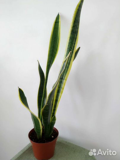 Сансевиерия, Замиокулькас