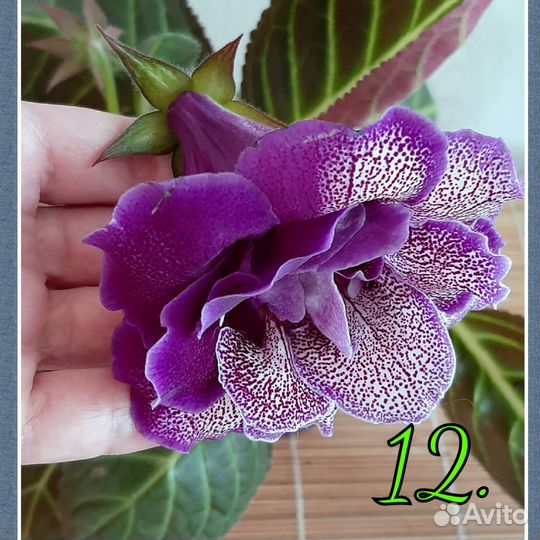 Семена глоксиний