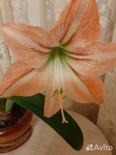 Гиппеаструм