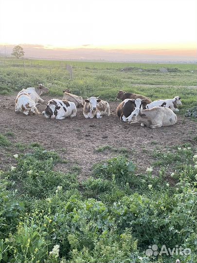 Домашние животные