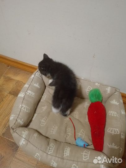 Кошки в добрые руки бесплатно