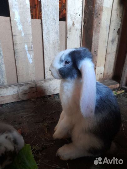 Кролики породы французский баран