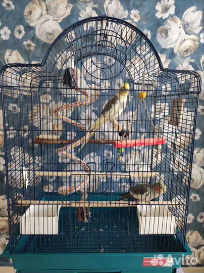 Попугаи корелла с клеткой