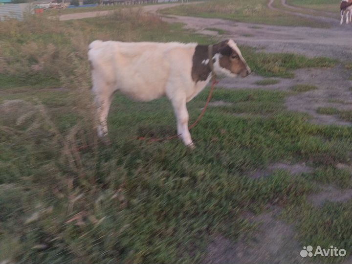 Корова стельная дойная