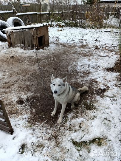 Дворовый пес