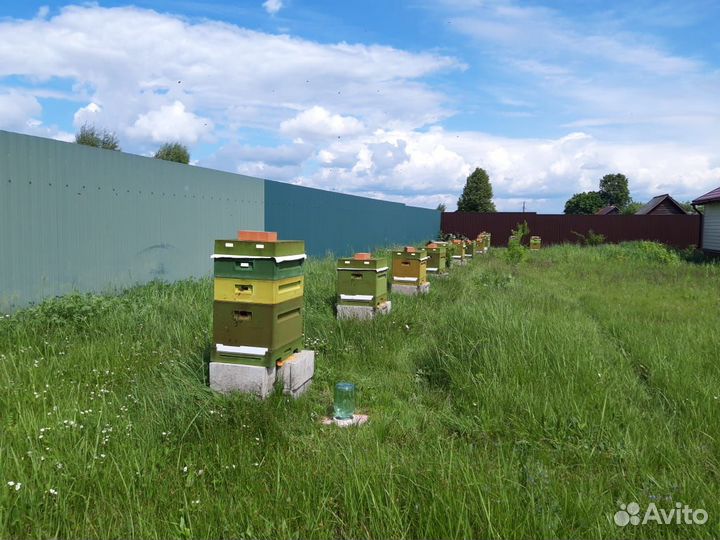 Ульи с пчелами
