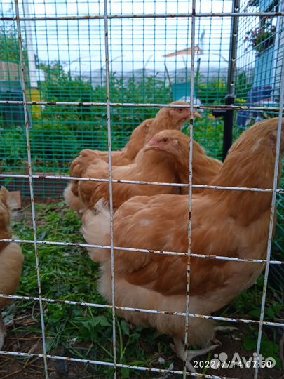 Инкубационное яйцо