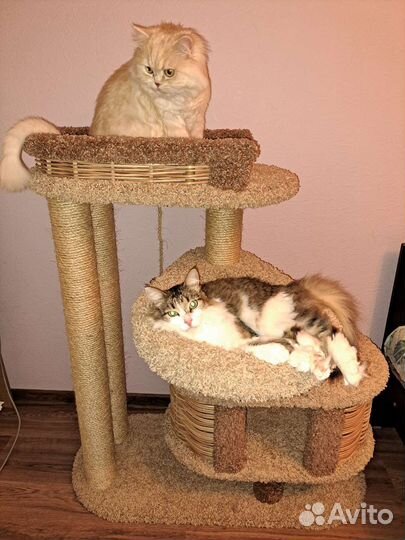 Домашняя передержка кошек временная, котоняня