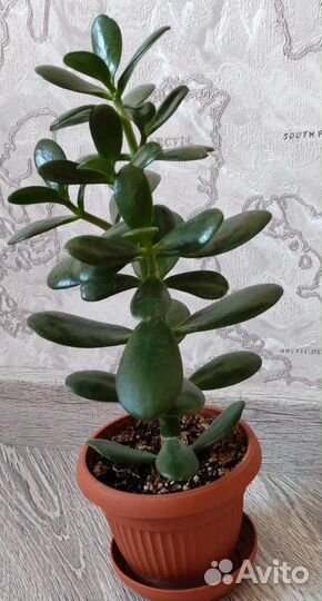 Крассула, толстянка, денежное дерево